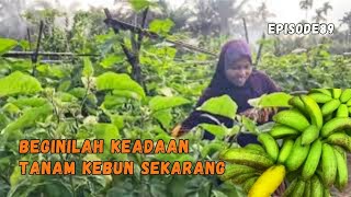 Episode 89 After The Theft In The Garden Happens Again This Is The State Of Our Vegetables Now