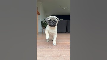 The scariest PUPPY SNEAK ATTACK 😱 #pug #dog #puppy #cute