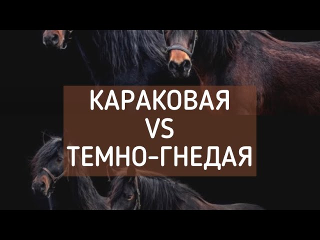 Отличие караковой масти от темно-гнедой. Масти лошадей