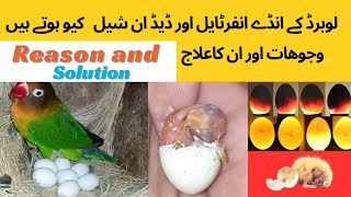 Love birds eggs infertile and dead in shell problems and solution