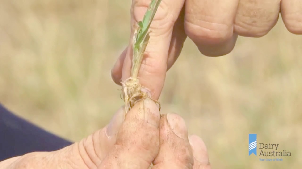 Summer grazing management - ryegrass
