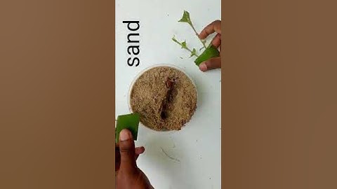 How to grow guava tree cutting using aloe vera rooting hormone #planting #shorts #shortvideo