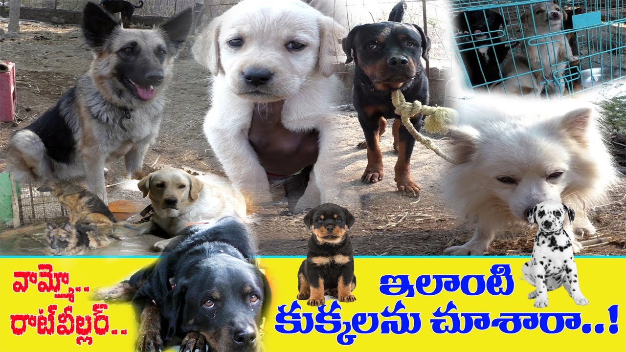 కరీంనగర్ లో డాగ్ ఫాం Karimnagar Dog Farm Kennel & Pet World doglovers