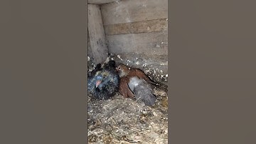 nacula d pacek #hato #kabootar #pigeon #pigeonlover #merpati #animalshorts #shorts #animals #pigeons