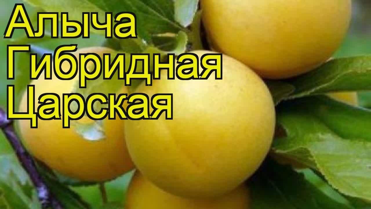 Алыча Царская Описание Сорта Фото Отзывы