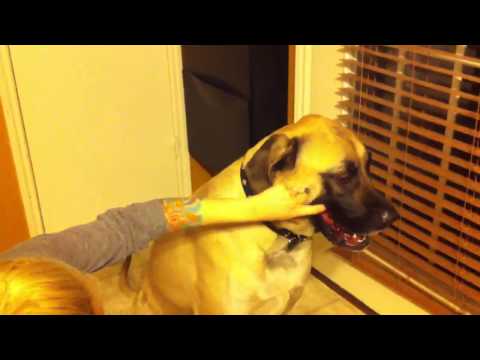 Sam the mastiff