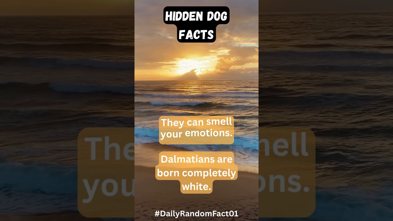 Hidden Dog Facts