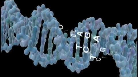 Journey Inside The Cell