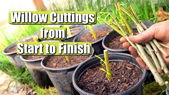 Complete Guide on Propagating and Growing Willow Tree Cuttings START TO FINISH! - DayDayNews