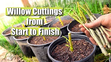 Complete Guide on Propagating and Growing Willow Tree Cuttings START TO FINISH!