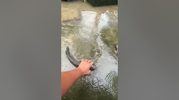 Cá lách lên bờ trời mưa bão. Đăng ký kênh mình để cập nhật các video hấp dẫn mới nhất nhé! #sanbat