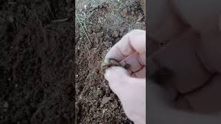 metal detecting in tucson! Tucson metal detecting# desert diggers # metal detecting