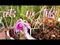 Thrips Rot WON T Win My Battle To Revive A Precious Cattleya Orchidрџ ћрџЏј Reset Repot Ninjaorchids Thrips Rot WON T Win My Battle To Revive A Precious Cattleya Orchidрџ ћрџЏј Reset Repot Ninjaorchids