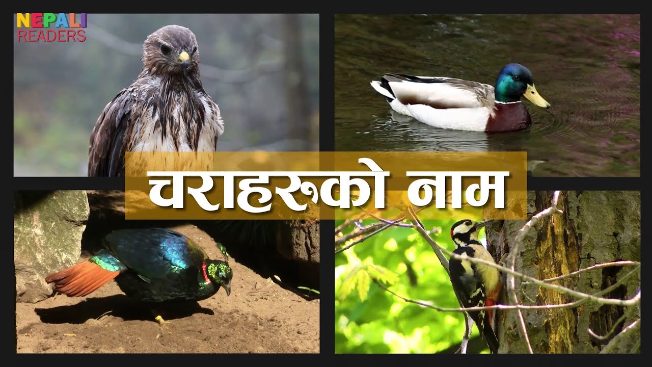 नेपालीमा चराहरुको नाम  - Birds Name In Nepali