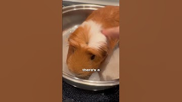 Thumbnail of Guinea pig in a frying pan? #pet #funny #joke #cooking #lol