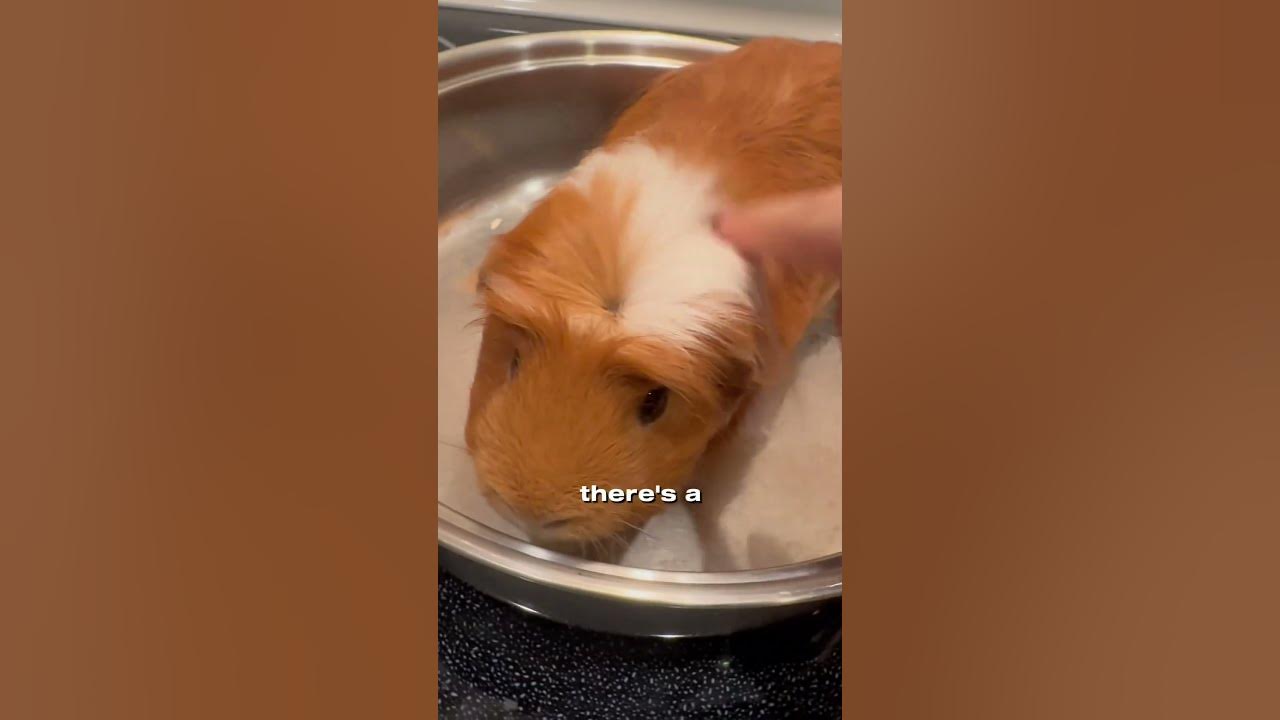Guinea pig in a frying pan? #pet #funny #joke #cooking #lol