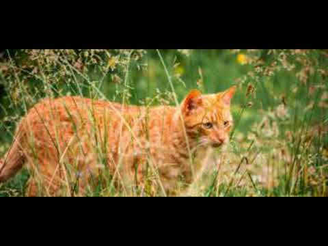 Video: La Ciudad De Nueva Zelanda Considera La Prohibición De Los Gatos Para Proteger La Vida Silvestre