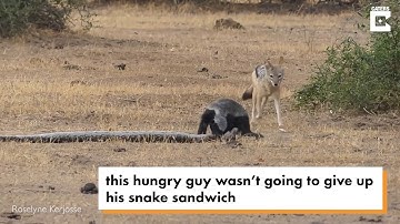 Python vs  jackals vs  honey badger Who wins Video New Yor