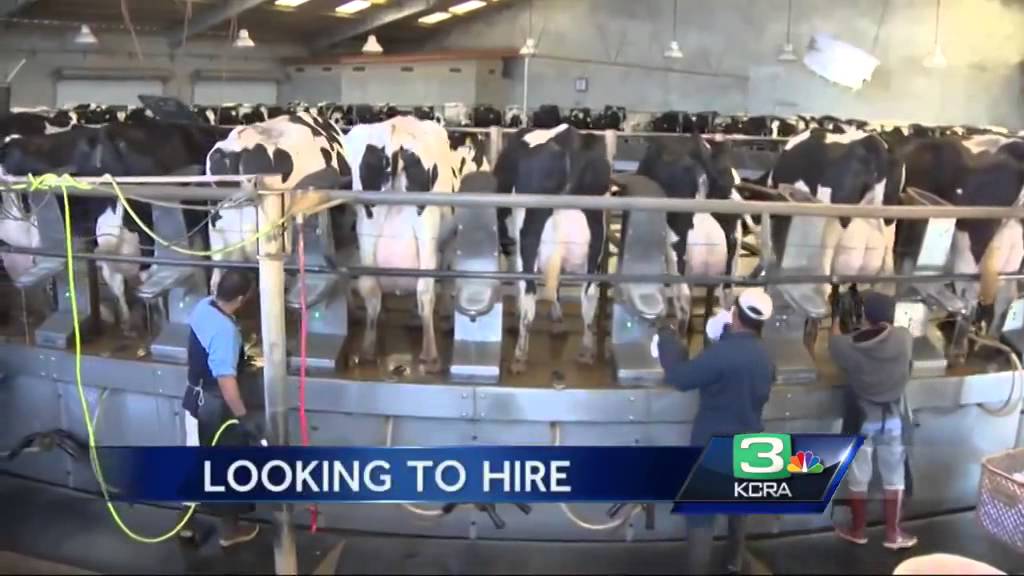 Learn How to Make Cheese at Central Valley's Hilmar Cheese Company