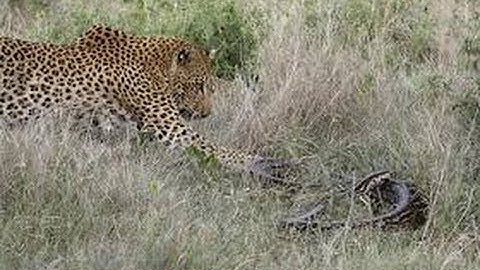 Leopard Attacks Python in Kruger