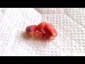 卵が割れた！インコの雛生後14日まで毎日観察　#shorts