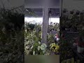 Plant Nursery Visit