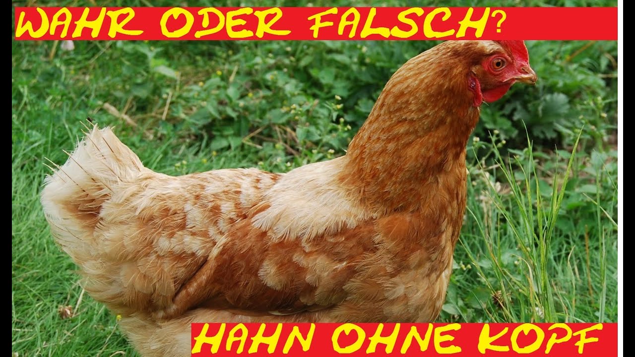 Hahn Ohne Kopf Hahn Ohne Kopf