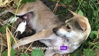 7Puppy hello news world thanks so much mommy god by CC Strong 7 views 1 month ago 5 minutes, 36 seconds