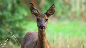 Vroege Vogels - Oog in oog met ree