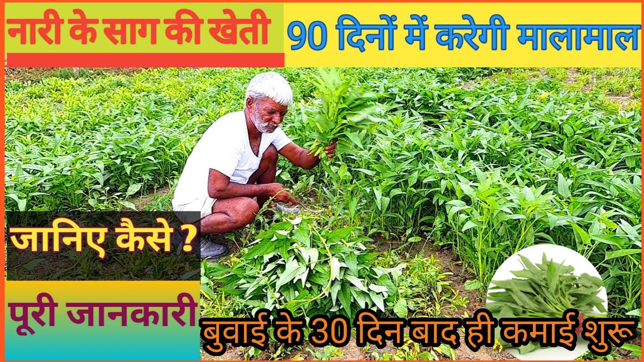 नारी के🥬साग की व्यावसायिक खेती || karemua ki kheti || water spinach farming || kangkong farming.