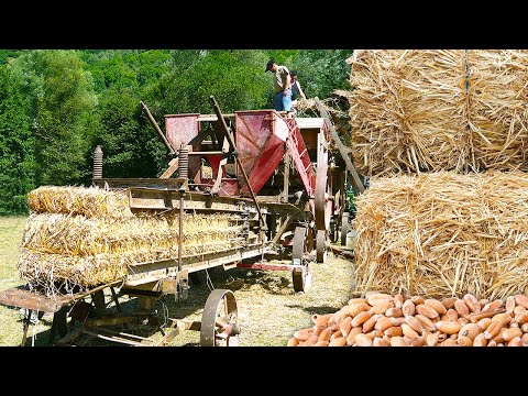 Video: Qué es la paja: aprende a separar las semillas de la paja