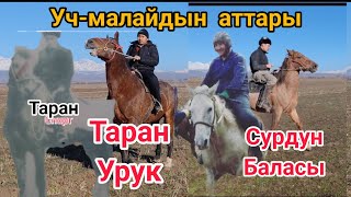 Уч-малайдын аттары Тоокашка Тайбуурул