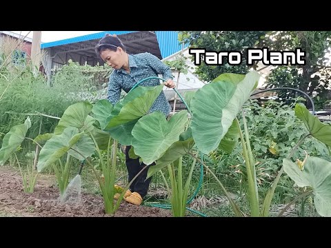 How to Grow Taro Plant at Home / Easy way to grow Taro Root for beginners