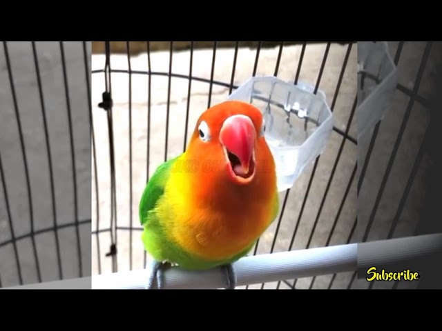 SANTUY..!! Lovebird Konslet Minor Ngekek Santai Ini Emang Enak Banget Buat Masteran Balibu class=