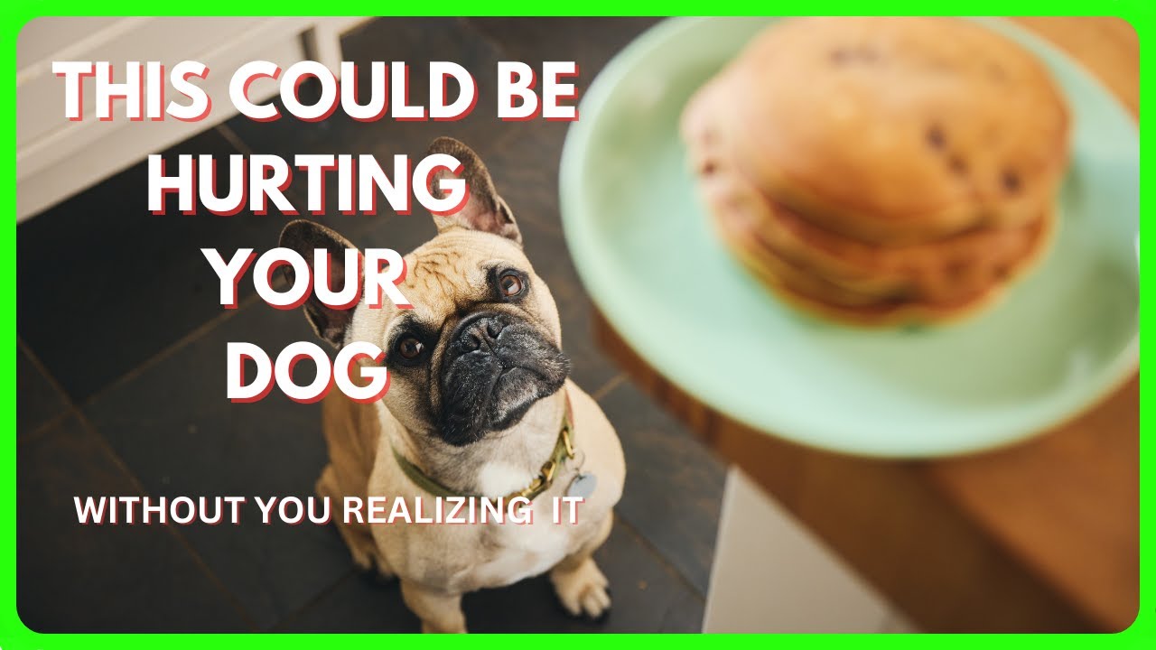 Things You Must Never Do To Your Dog (and Why