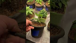 The Zombie line: a look in the garden.
