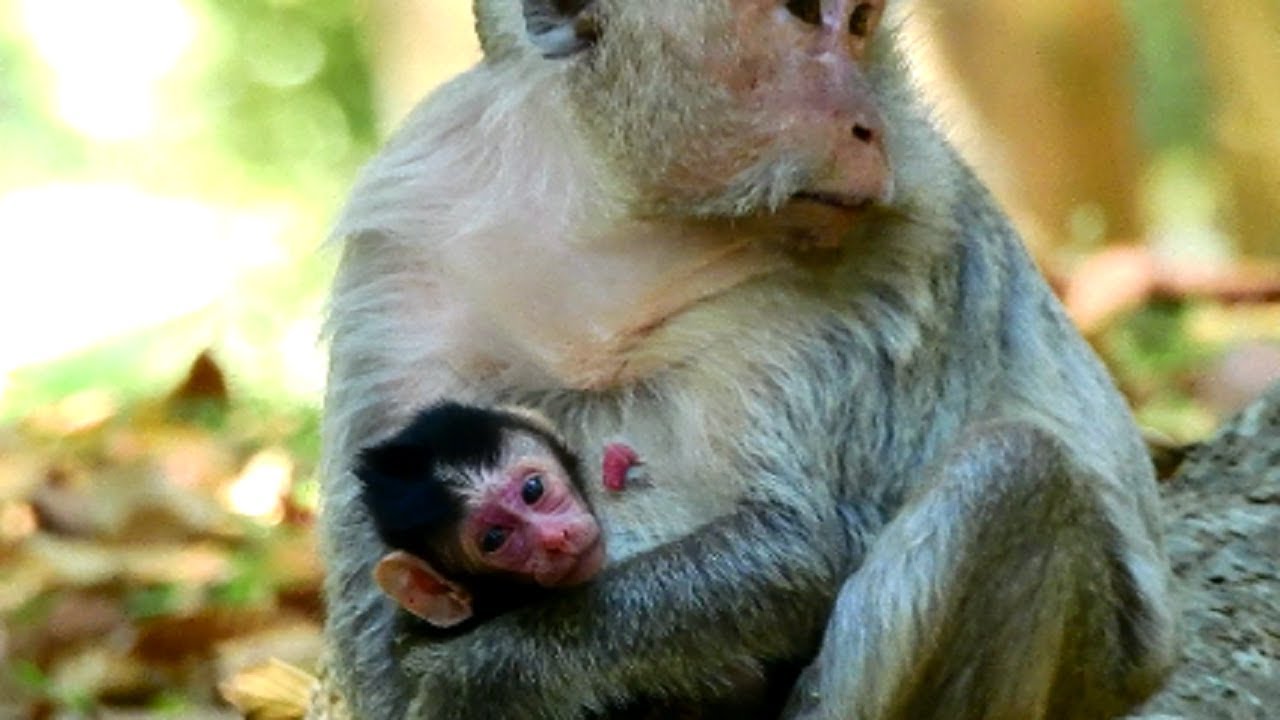 Mum Butter Hug Baby Never End She Always Be Alone Wish Old Baby Healthy YouTube
