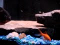 Piranha vs goldfish2