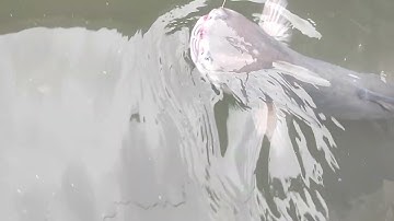 Câu Cá Tra khủng trên Dòng Sông Hậu Mekong Làng Bè Cá Mỹ Hòa Hưng