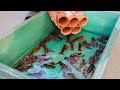 ザリガニを大量に集めたらこうなります