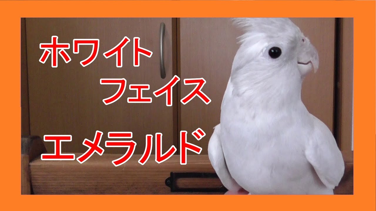 オカメインコ ホワイトフェイスエメラルド Youtube