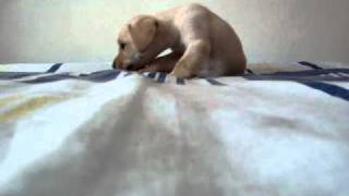 Little Dog Ate The Cam