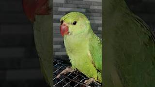 🦜🦜🦜 #comedy #funny vs cops, #parrot eating, #parrot reacts, #cute parrots, #baby parrots, #parrot