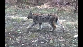 Vaşak Ve Onu Taki̇p Eden Yavrusu İle Karaca Yavrusu Kamerada