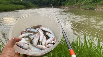 Câu cá mương, cách câu cá mương hoa, câu cá suối đơn giản nhất - Tịnh Mường TV