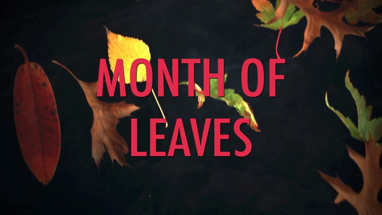 Month of Leaves - It's Month of Leaves! Enjoy leaves.