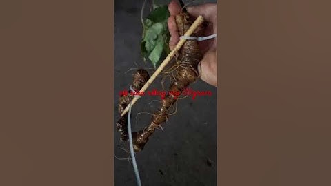 Củ sâm ngọc linh rừng vừa được dân tìm thấy nặng 110gram, dài 40cm, mắt sâm chi chít, giá 19tr