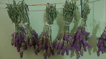O que fazer com flor de lavanda?
