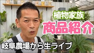 植物家族 商品紹介 岐阜農場 生ライブ  シダ植物　エレモフィア　真珠の木　コウシュンカズラ【おうちでガーデニング】開花園チャンネル