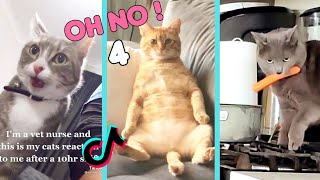 Oh No, Oh No, Oh No No No Song Cat Meme PART 4 of 4 - CATS TIKTOK COMPILATION l Oh Hooman by Oh Hooman 63,823 views 2 years ago 3 minutes, 45 seconds
